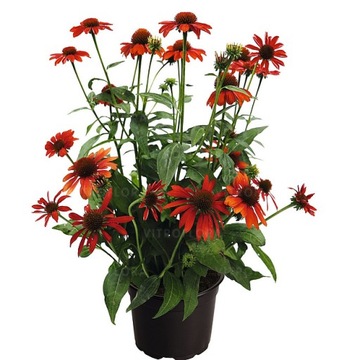 jeżówka PoLlyNation ORANGE RED kompaktowa nowość Echinacea