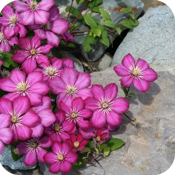 УДОБРЕНИЕ ДЛЯ СЛИВОЧНОГО ДЕРЕВА 1КГ, ГРАНУЛЯТ, БОГАТЫЙ NPK СОСТАВ 12-8-16, ЭФФЕКТИВНОЕ