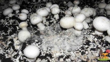 Субстрат для грибного мицелия 20 XXXL