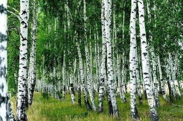 Sadzonka BRZOZA zwyczajna w donicy BRODAWKOWATA duże drzewo Betula Pendula