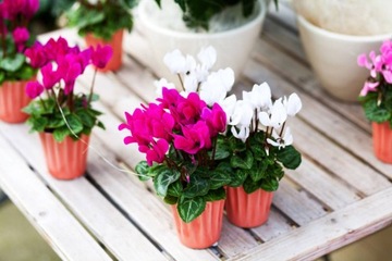 ГЕЛЬ-УДОБРЕНИЕ ДЛЯ АМАРИЛИСА СПАРПАРЕЛЯ ЦВЕТКА ПАССИФЛОРЫ STRELICIA HIBISCUS ANTHURIUM