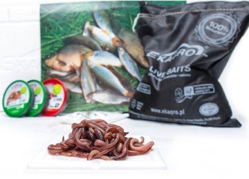 1kg Dżdżownice Dendrobena '4' Duże Czerwone Robaki