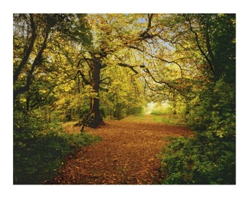 FOTOTAPETA LAS DRZEWA NATURA JESIEŃ POLANA KRAJOBRAZ TAPETA 254x184