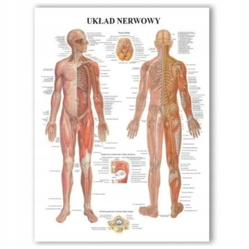 Tablica anatomiczna UKŁAD NERWOWY profesjonalna PL