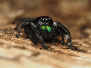 МУЖЧИНА King Jumping Cub Phidippus regius SOROA L6/L7 + сетка или тепловой пакет