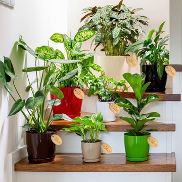 ЦВЕТОЧНЫЙ ГОРШОК С ПОДСТАВКОЙ С ПЛАСТИКОВОЙ КРЫШКОЙ ЦВЕТОЧНЫЙ ВАЗ 16см БЕЖЕВЫЙ ДЛЯ ЦВЕТОВ KADAX