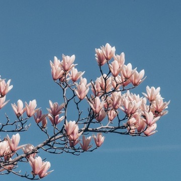 Ароматизатор для свечей, воск, аромамасло, 30мл МАГНОЛИЯ