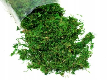 MECH NATURALNY dekoracyjny suszony susz ZIELONY