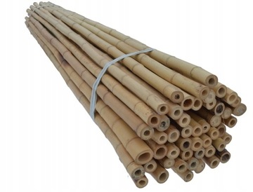 Tyczka bambusowa gruba 16-18 mm 150 cm 10 szt
