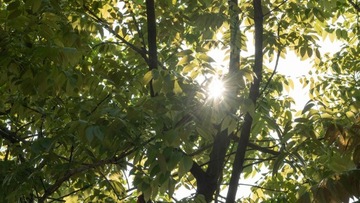 NiSi Black Mist 1/4 — Диффузионный фильтр — 72 мм