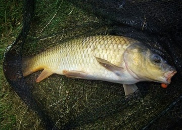 МИСТРАЛЛ АДМУНСОН SEA LINE 0,50мм/1000м