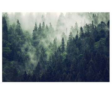 Fototapeta 460x300cm Mgliste wzgórza i las
