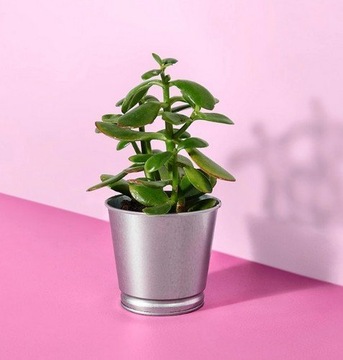 12 шт. БИНТЬЕ Крышка для цветочного горшка - оцинкованная 9 см.