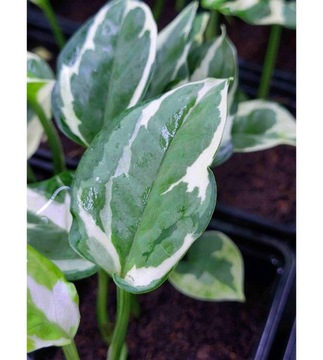Epipremnum aureum GLACIER