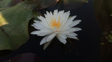 Nymphaea SNOWFLAKE ŚNIEŻNOBIAŁA LILIA WODNA