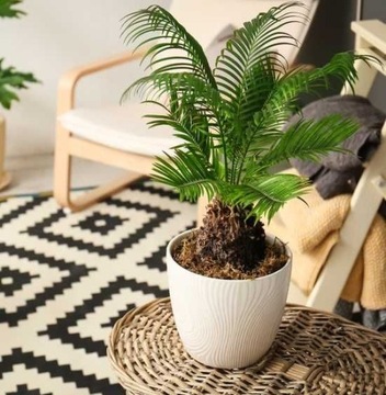 Cycas revoluta 'Sagowiec odwinięty' URODZIWA PALMA