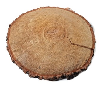 Suchy Plaster drewna krążek brzoza 23-27 cm