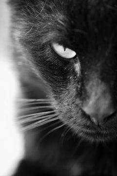 Plakat A2_Czarny kot, black cat_plakat na prezent