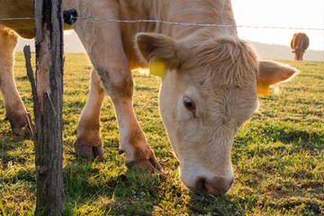 УНИВЕРСАЛЬНЫЙ ЭЛЕКТРООВЧАРНЫЙ НАБОР ДЛЯ КОРОВ, КРС, СОБАК + СТАВКИ