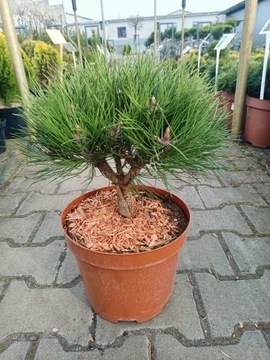 Pinus Nigra Marie Bregeon - Sosna C5