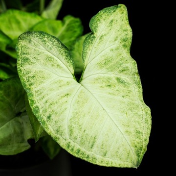 Syngonium WHITE BUTTERFLY zroślicha MALUCH