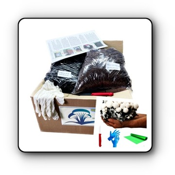 Белый гриб-мицелий, выращивание дома бесплатно 6в1