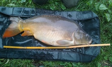 КАРПОВЫЕ ОСНАСТКИ + БЕСПЛАТНАЯ ИГЛА ДЛЯ КАРПА