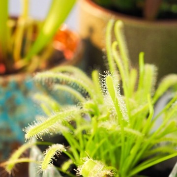 Субстрат ТОРФ для насекомоядных росянок