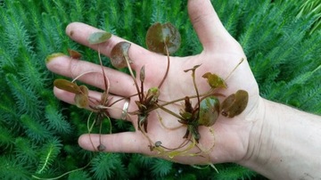 Żabiściek pływający Hydrocharis morsus ranae do oczka wodnego i stawu