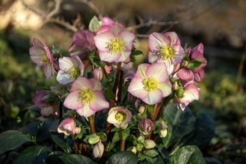 CIEMIERNIK HGC ICE N' ROSES ROSETTA Helleborus HGC