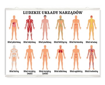 Plakat edukacyjny układu narządów człowieka 50x36