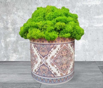 ХРОБОТУС МОХ В ГОРШКЕ