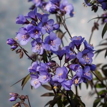 WIELOSIŁ HEAVEN SCENT Polemonium czarujące liście piękne kwiaty na wiosnę