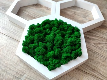 Obraz z mchem chrobotkiem, zestaw heksagon