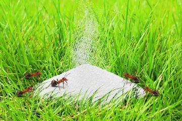 ПОРОШКОВОЕ СРЕДСТВО ГРАНУЛЯТНОЕ ПРЕПАРАТ ОТ МУРАВЬЕВ, КЛОПОВ, ТАРАКАНОВ ЭФФЕКТ 500Г