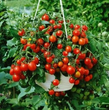 POMIDOR KOKTAJLOWY CHERRY GARTENPERLE NASIONA