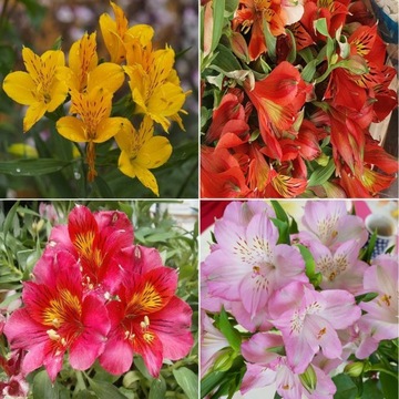 Alstroemeria mix 4szt