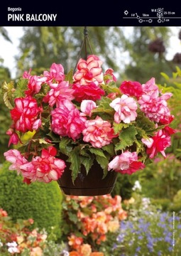 Begonia Zwisająca Pełna Pachnąca Pink Balcony Cebulka 1szt