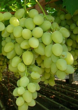 Winogron Inga w tym roku owoc .Sadzonki winorośli 1,2m