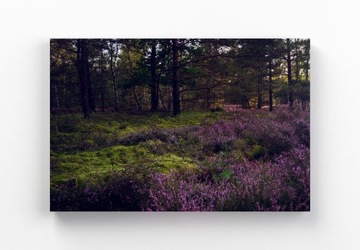 Obraz drukowany 70x50cm Wrzosowa Polana