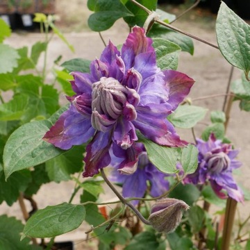 Powojnik Clematis wielkokwiatowy pełny