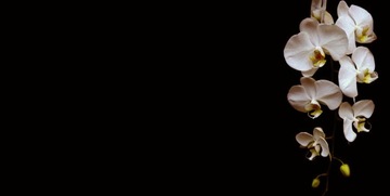 Fenzi Desso Night EDP 100 мл Nuit Sensual Boss ss