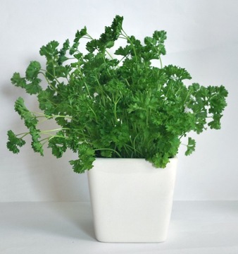 Горшок/крышка для помидоров, зелени и прочего