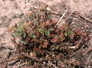 Семена деревянной розы (Desmanthus Illinoensis)