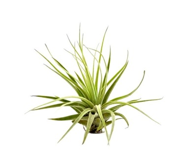 Tillandsia Oplątwa powietrzna Air plants bez doniczki OAXACANA R 9-10 cm