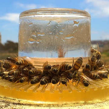 Syrop proZucker Fructo+ pokarm dla pszczół wysokofruktozowy – 840kg