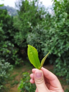 Чай Красный ПУЭР растворимый кристаллический, 3г