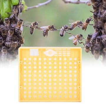 Набор чашек для выращивания пчел, оборудование для пчеловодства Queen Bee, 1 квартал