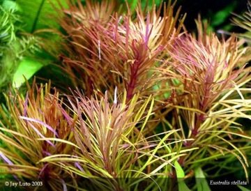 Eustralis pogostemon stellata (корзина Ø 5,5 см)