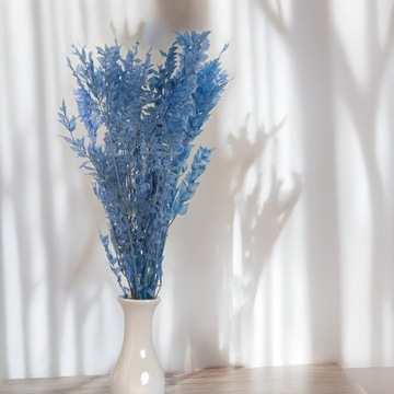 Ruskus stabilizowany - (Ruscus) - Stalowy błękit